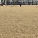 랩도그빌 | 연천 애견동반 놀이터 랩도그빌 방문 후기