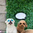 라이코스펫 | 뉴트리오/애견 간식/국내산 100% 닭가슴살 브러쉬/노령견간식추천