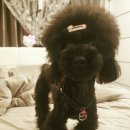 독스앤휴먼 이미지