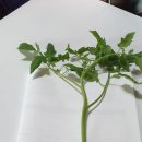 이상한 식물나라 이미지