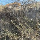 마이포레중미산 이미지