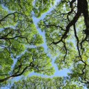 더불어숲 이미지