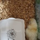 지리산황금농장 이미지