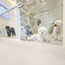 개라데이션 이미지