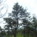 5월 3일 제암산 사자산 산행기(여수순천목요산악회) 이미지