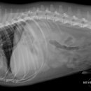 돌봄동물메디컬클리닉 이미지