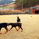 노블라인 도베르만 이미지