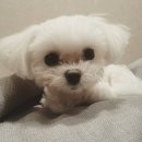 두부나라 이미지