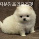 강아지 분양 프러포즈펫 이미지