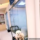 동물의료센터24인치 | 동물 의료센터 24인치 | 강아지 건강검진 초음파 검사 후기, 신길 동물병원 추천, 영등포 야간 동물병원