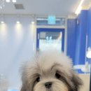 타이니펫 송파헬리오시티점 이미지