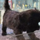도그마루 강아지 고양이 부산점 | 도그마루 강아지고양이 부산점, 부산강아지무료분양으로 시작하는 행복한 반려생활!