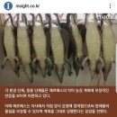 에르메스, 명품백 신발 만들기 위해 &#39;악어농장&#39; 건설한다 이미지