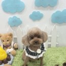 코코 반려견미용실 이미지