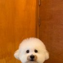 킹프림 애견샵 이미지