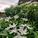 PRETTY OPPA 이미지