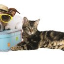 혜인동물병원 이미지