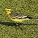 노랑머리 할미새(Citrine Wagtail) 이미지