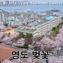 부산의 벚꽃 명소 이미지