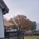 느티나무펜션 | 내 집처럼 편안한 휴식, 애견동반 가능한 보령 느티나무집 펜션 후기