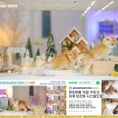 골든스웨터 캐터리 | 골드브리티시숏헤어캐터리에서 만난 소중한 인연