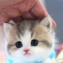 강남고양이분양캣프렌즈