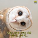 화성반점 이미지