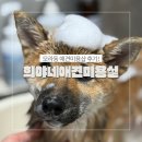 가람애견전문미용실 | 모라동 애견미용 추천 희야네애견미용실 가위컷 전문 스트레스 없는 케어 후기