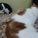 꼬맹이그루밍 이미지