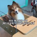 위드펫빌리지 | 파주 애견동반 식당 | 매드포갈릭 스타필드빌리지 운정점 위드펫존 후기
