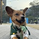강아지클럽 | 강아지 호캉스 끝판왕 소노펫 클럽앤리조트 비발디파크 후기