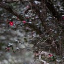 옥룡사지 이미지