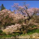 원림(園林)과 고가(古家) 순례 (1) 이미지