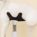 강아지살롱 이미지