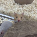 햄스테라