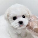 야옹아멍멍해봐삼각점 네이버블로그