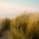 Sally Mason : a barley field 이미지