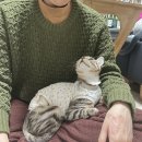서공동물병원 | 구슬이 중성화 수술 일기 (수내 서현 동물병원 추천, 서공동물병원, 암컷고양이 중성화수술)
