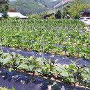 총각농장 이미지