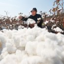 목화 이미지