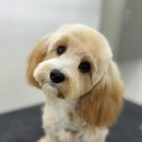 뽀그리독 | 경서동애견미용 우리 강아지의 행복한 미용시간 후기