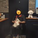 배트독 이미지