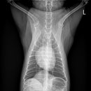 다산동물병원 이미지