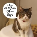 나와고양이 이미지
