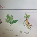 젤라또민구