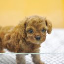 쓰담쓰담 이미지