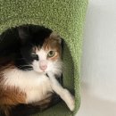 네코스토리 (서울 본점) 고양이 무료 분양 | 네코스토리, 내가 결정한 업체