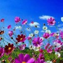 앙성중학교 이미지