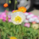 은혜예복 이미지