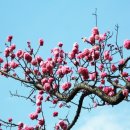 고목나무 이미지